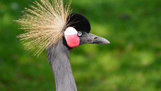 Unveiling the World of Monkart and Captivating African Cinema