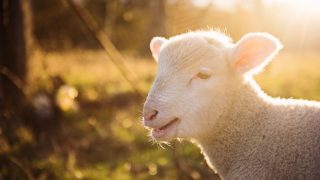 CoComelon’s ‘Mary Had A Little Lamb’: A Modern Classic Reimagined