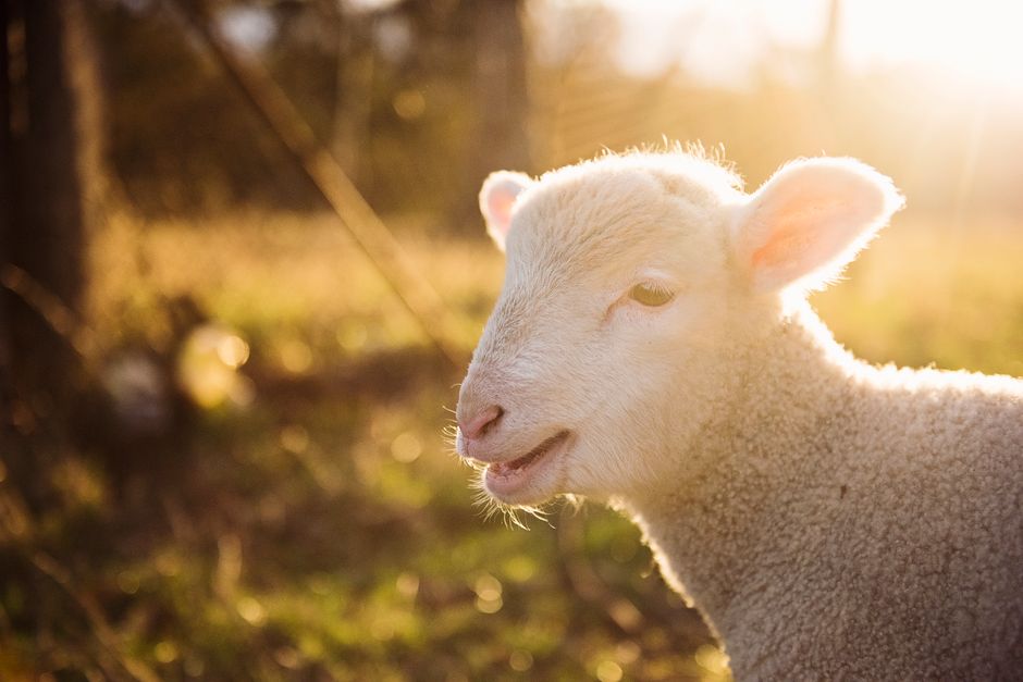 CoComelon's 'Mary Had A Little Lamb': A Modern Classic Reimagined