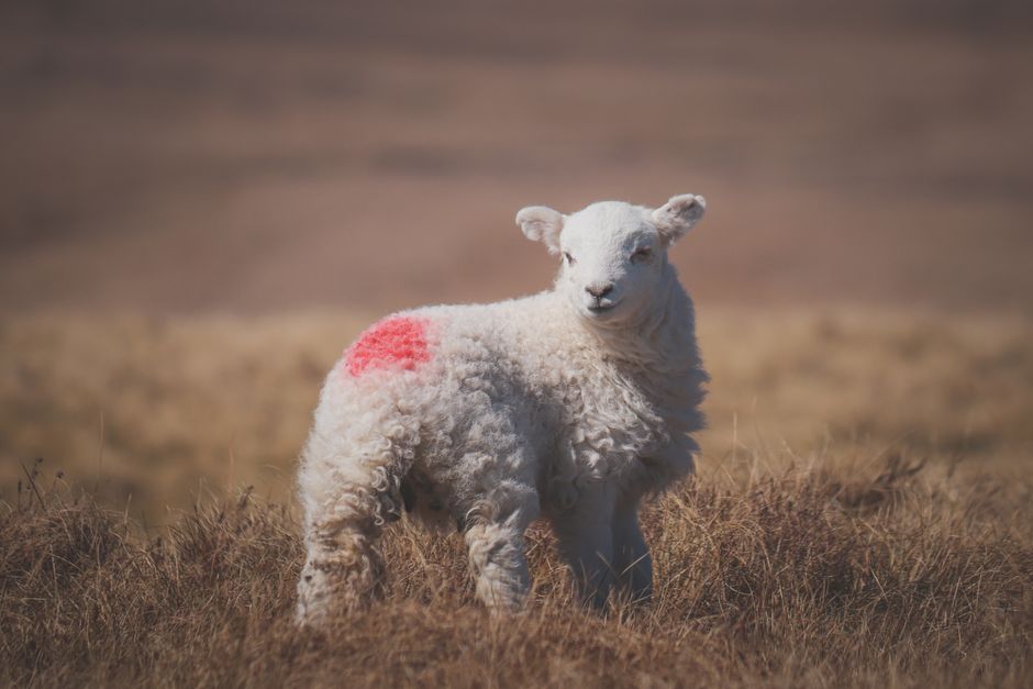 CoComelon's 'Mary Had A Little Lamb': A Modern Classic Reimagined